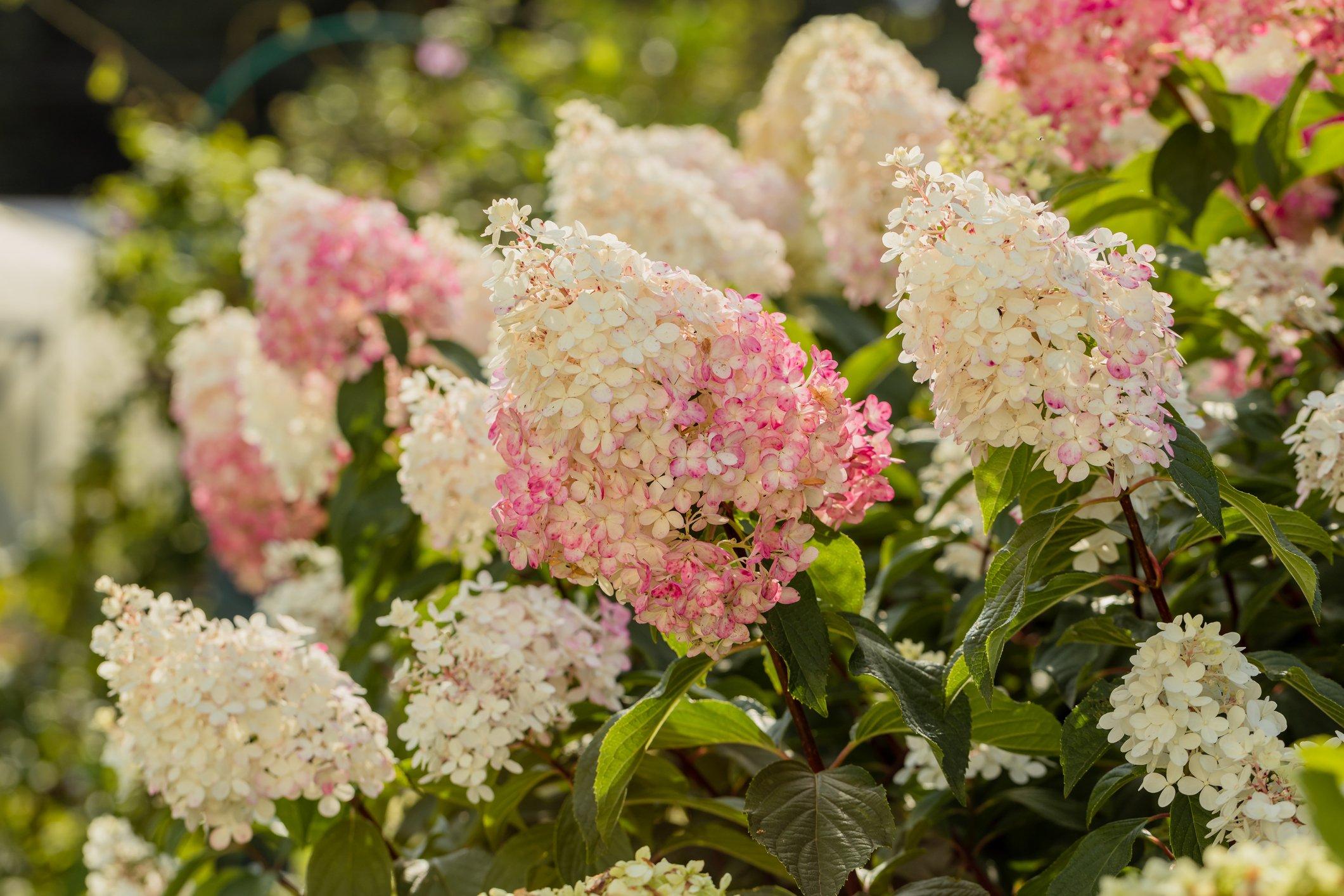 ff_hydrangea_paniculata