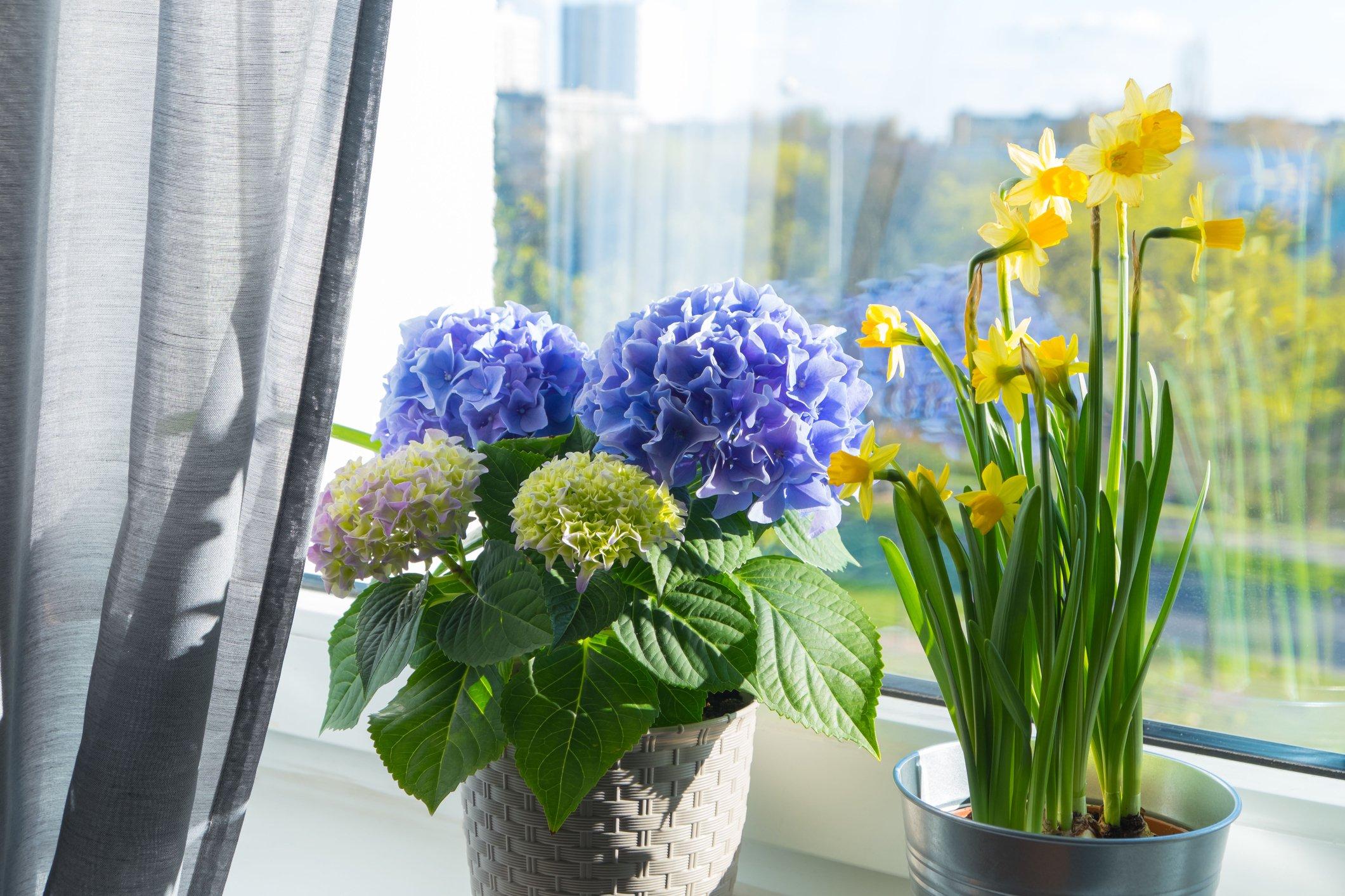ff_hydrangea_windowsill