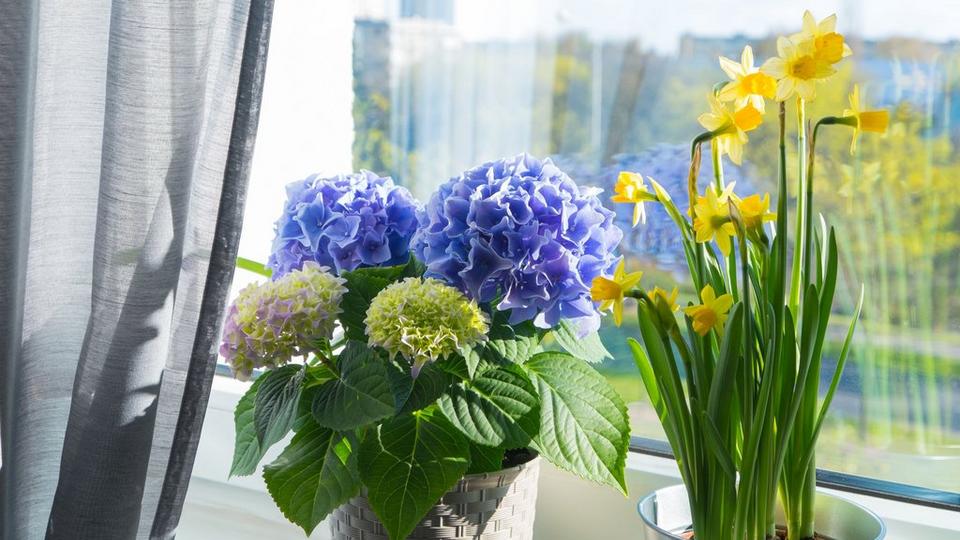 ff_hydrangea_windowsill