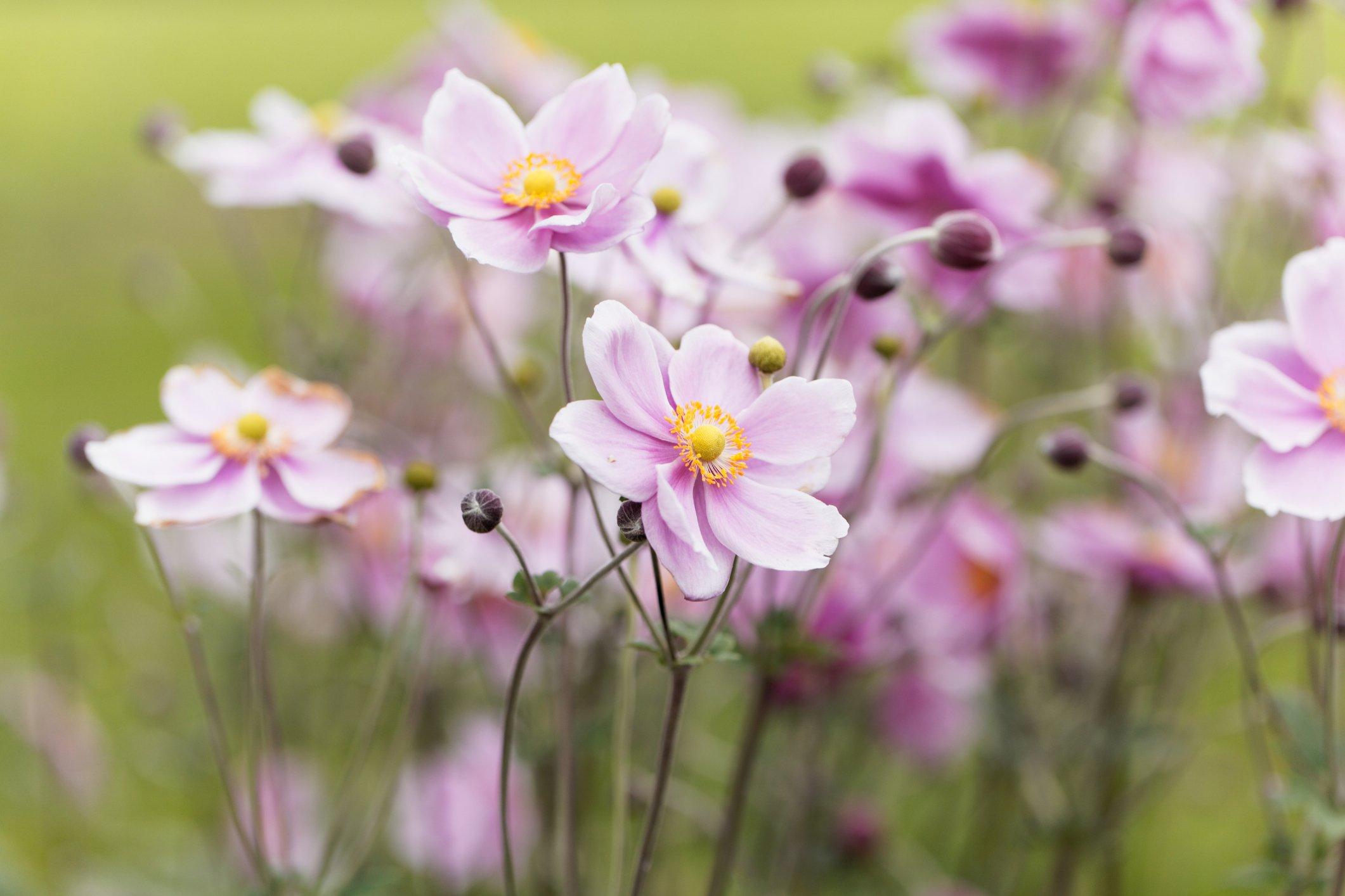 ff_japanese_anemone