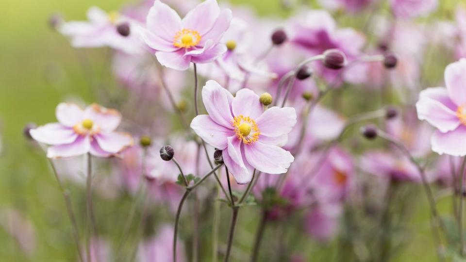 ff_japanese_anemone
