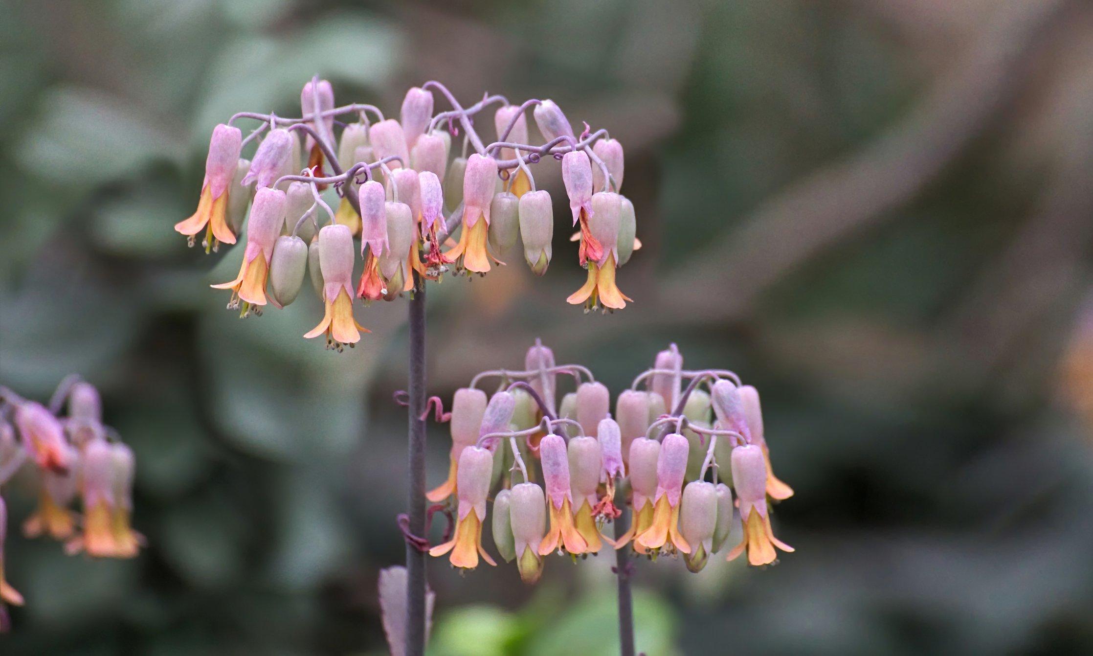 ff_kalanchoe_beauverdii