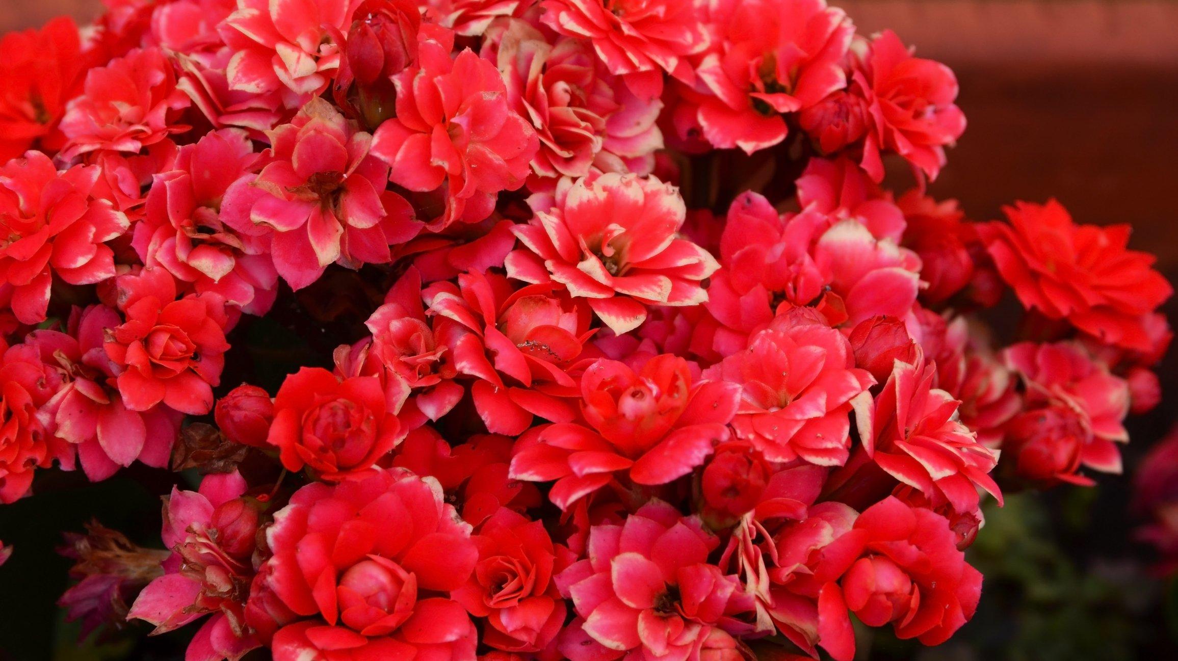 ff_kalanchoe_blossfeldiana