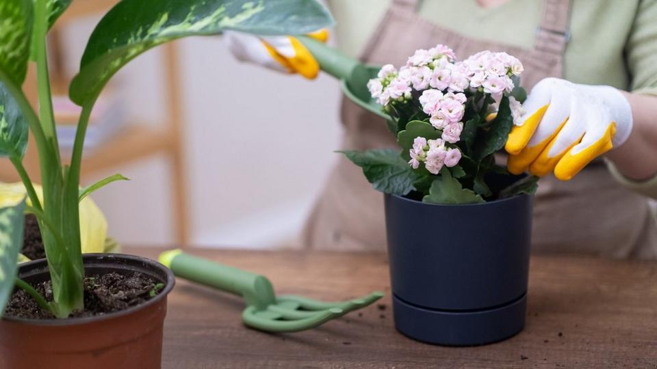 ff_kalanchoe_care