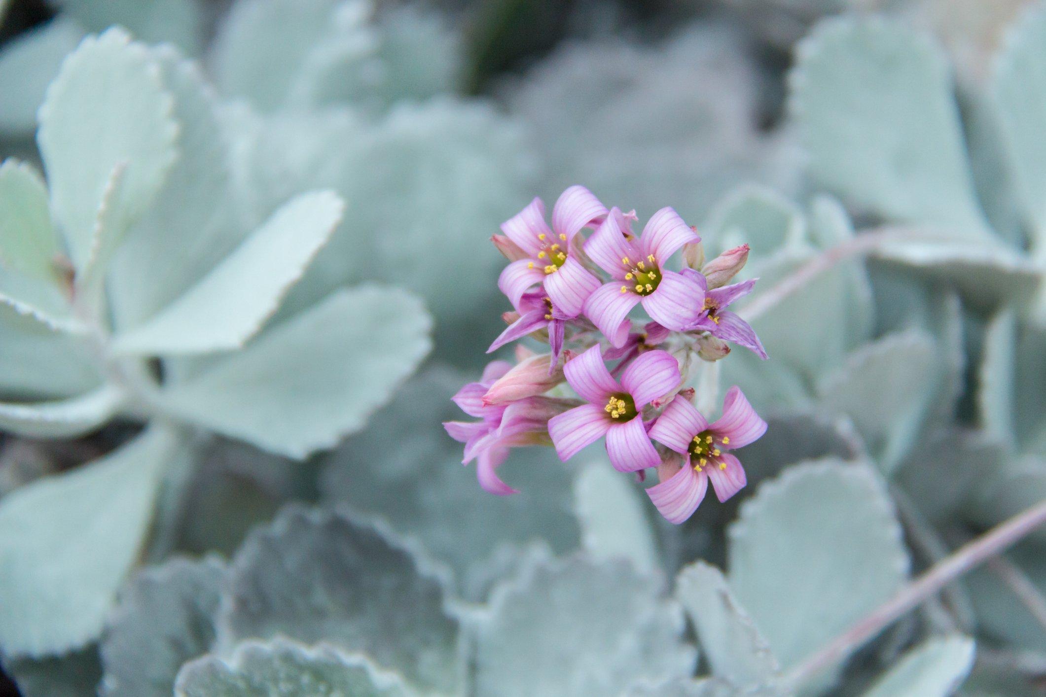 ff_kalanchoe_pumila