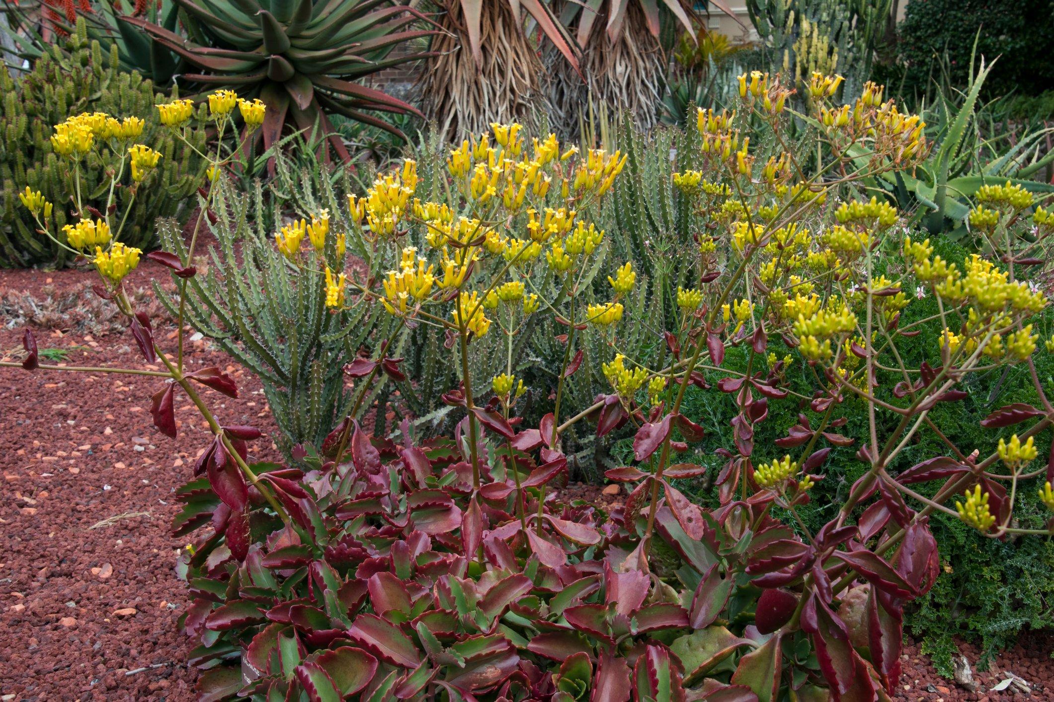 ff_kalanchoe_sexangularis