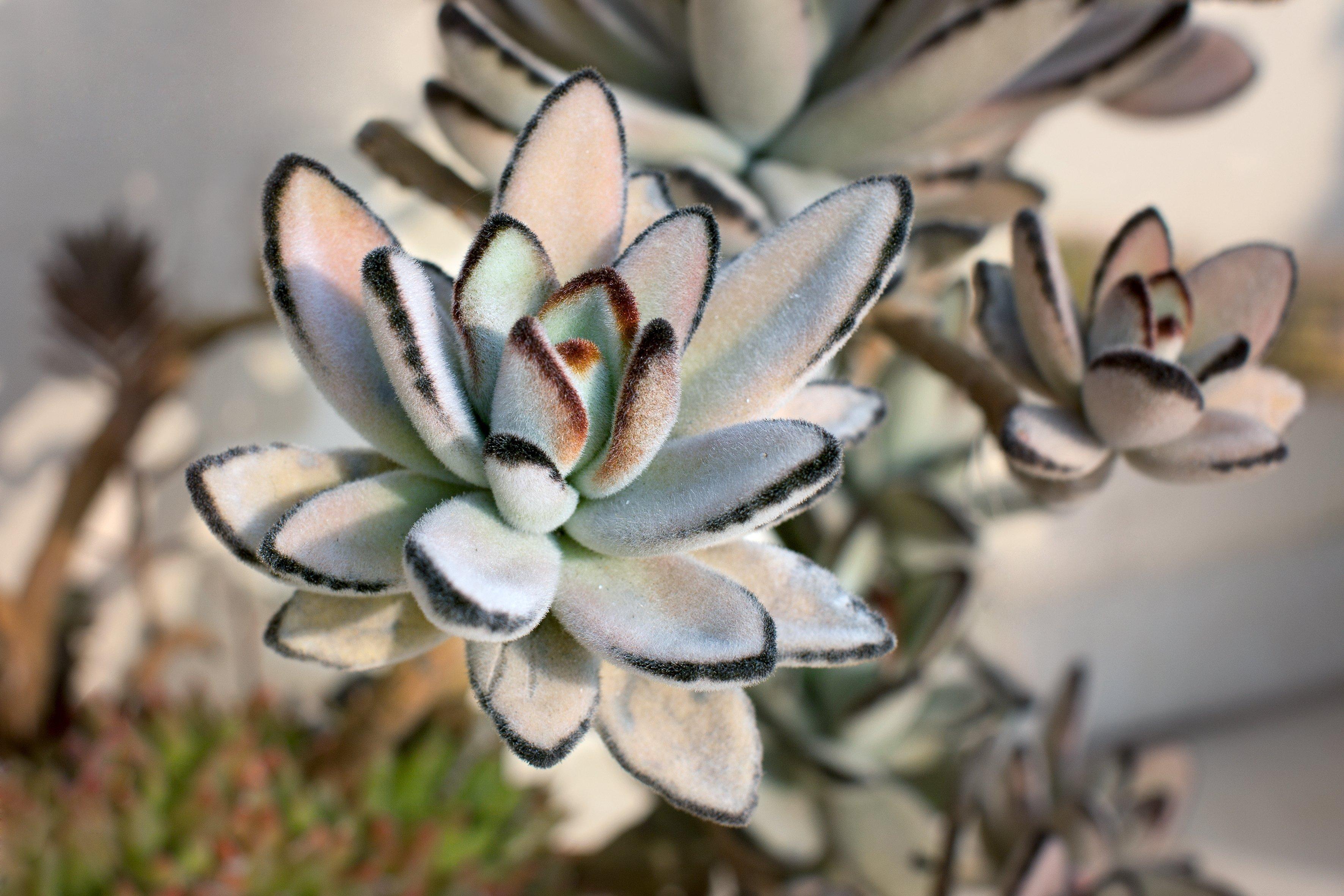 ff_kalanchoe_tomentosa