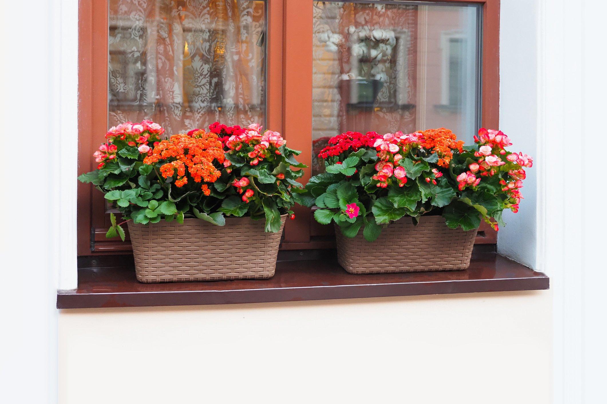 ff_kalanchoe_windowsill