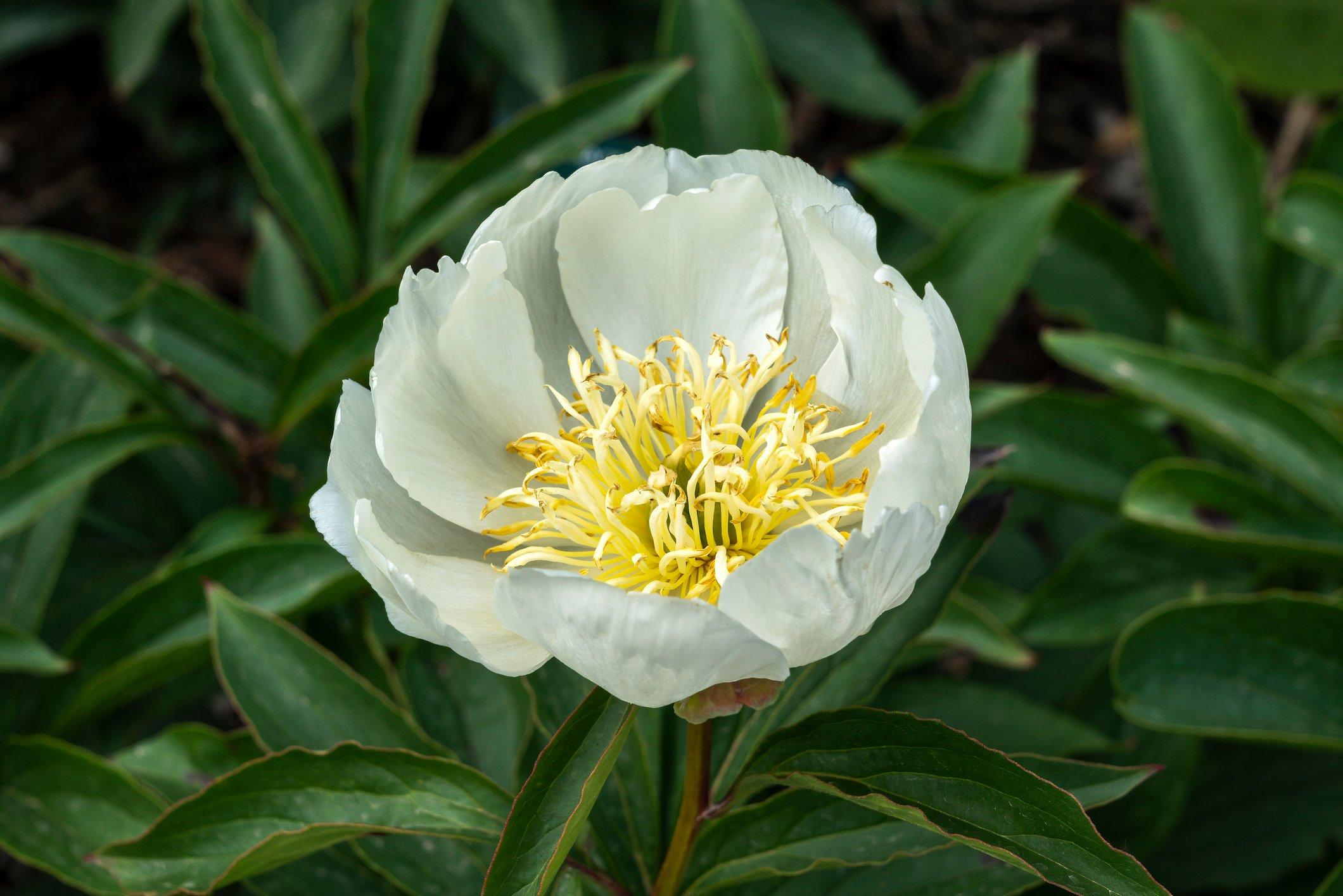 ff_lotus_queen_peony