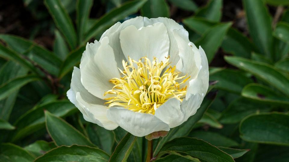 ff_lotus_queen_peony