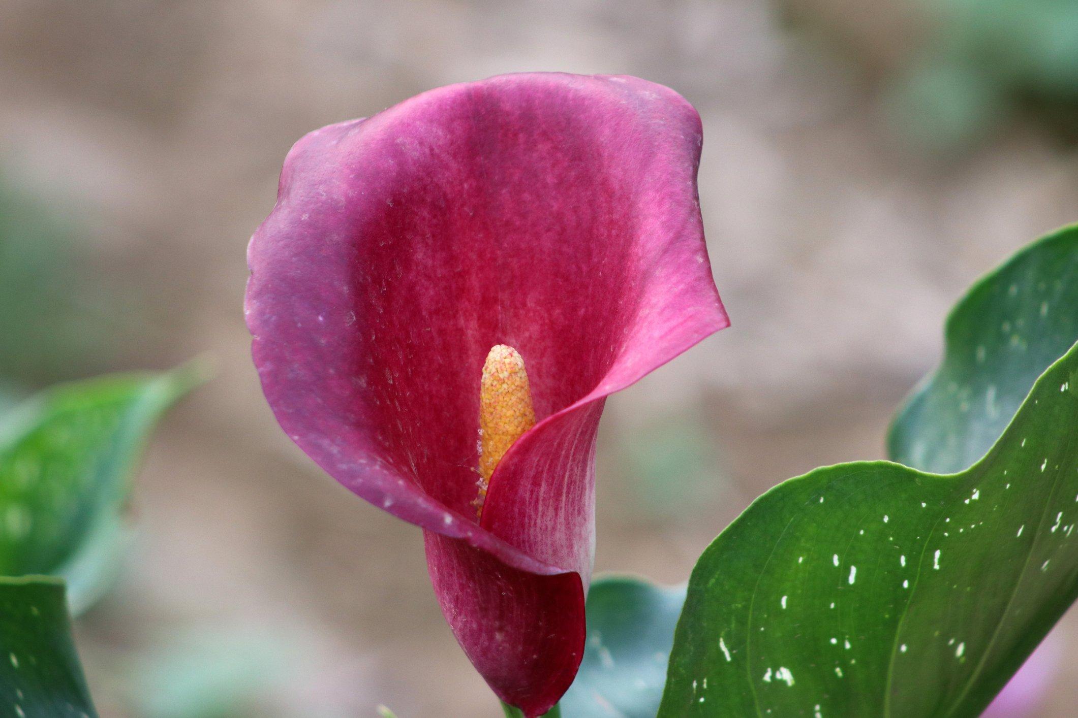 ff_majestic_red_calla_lily