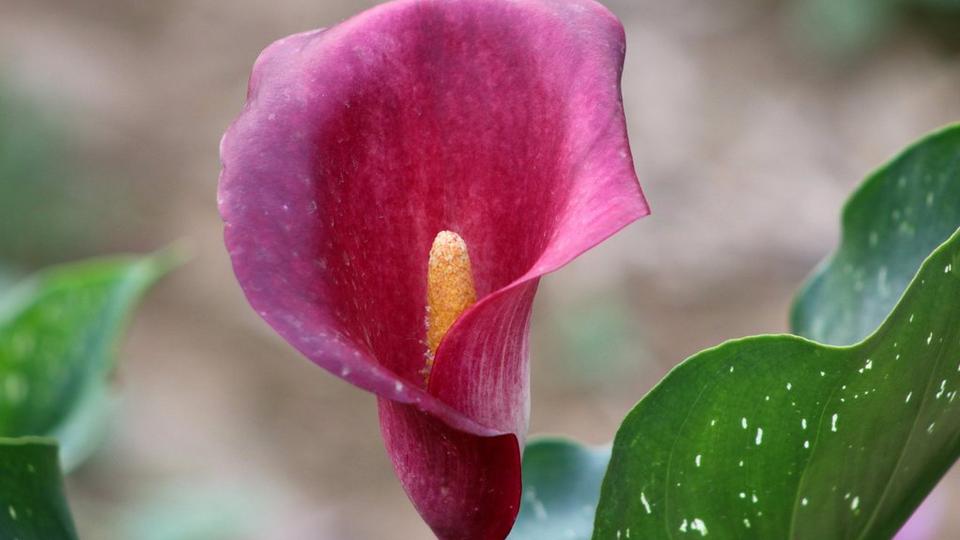 ff_majestic_red_calla_lily
