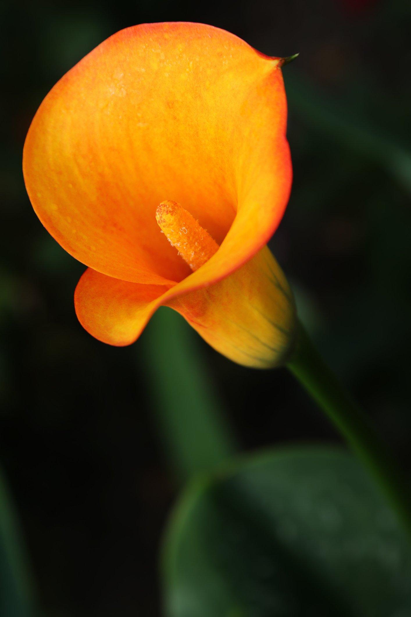 ff_mango_calla_lily