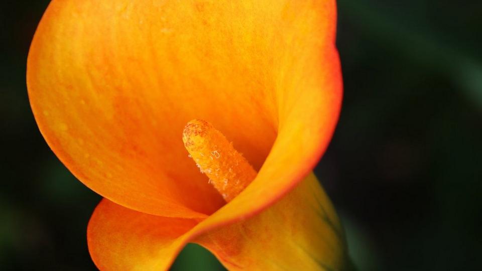 ff_mango_calla_lily
