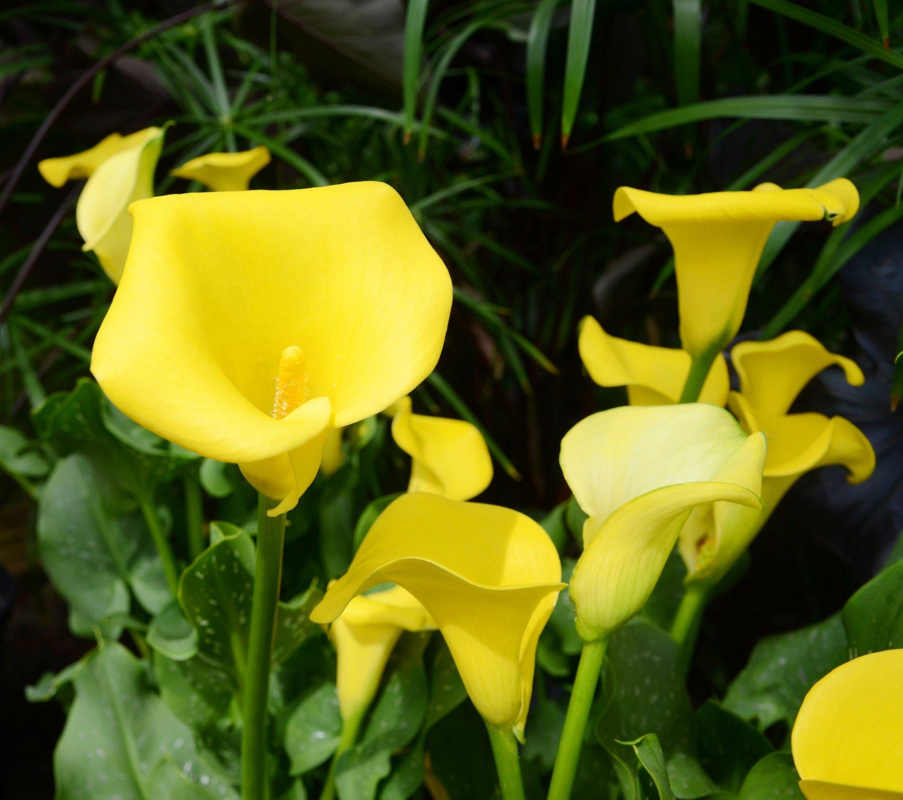 ff_millenium_gold_calla_lily