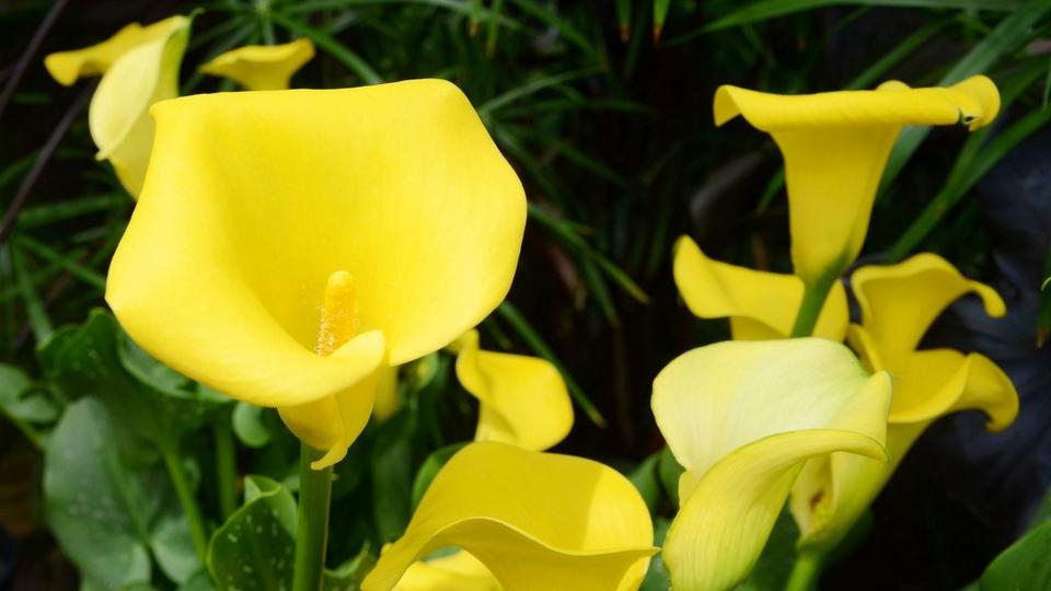 ff_millenium_gold_calla_lily