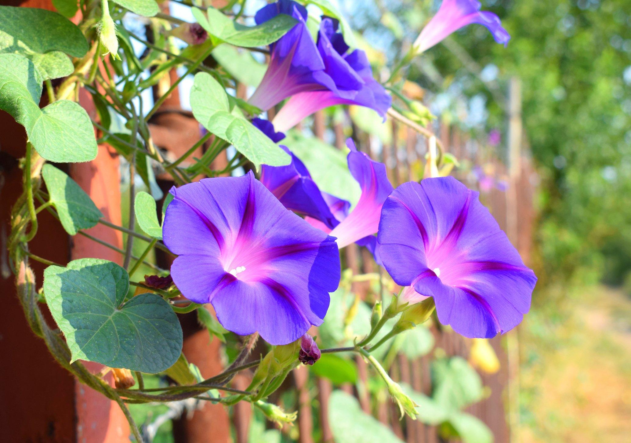 ff_morning_glory_climbing_fence