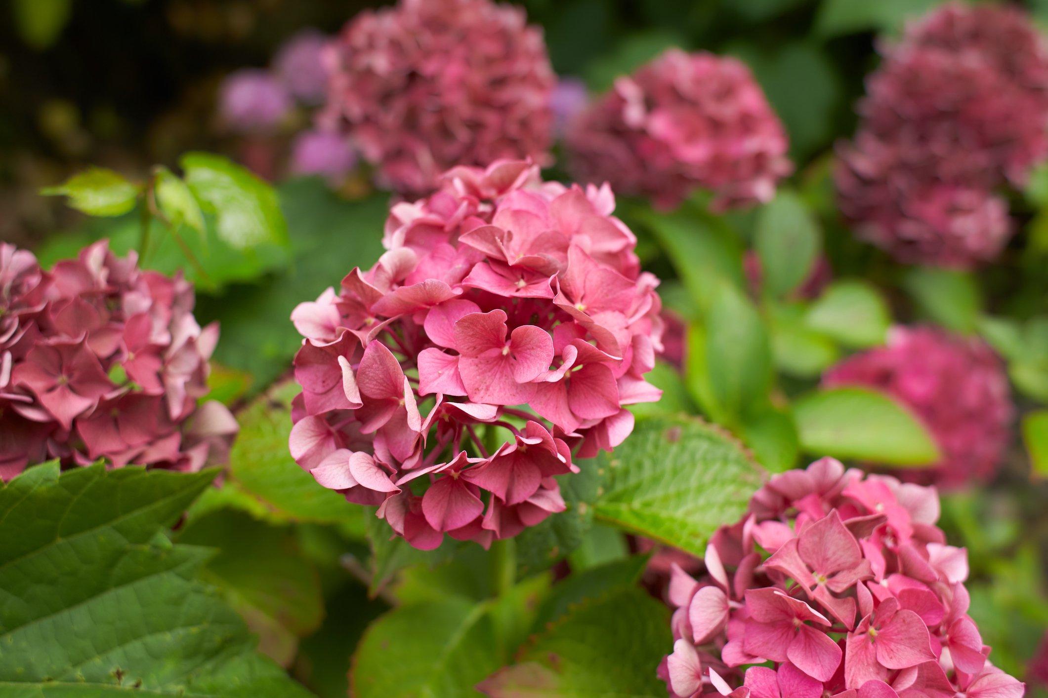 ff_mountain_hydrangea