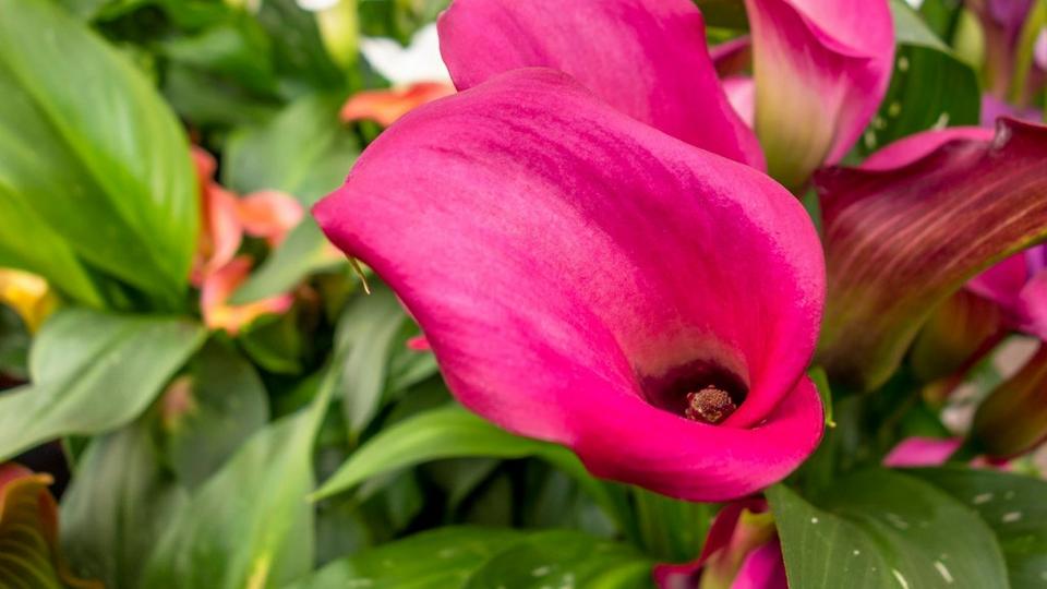ff_neon_amour_calla_lily