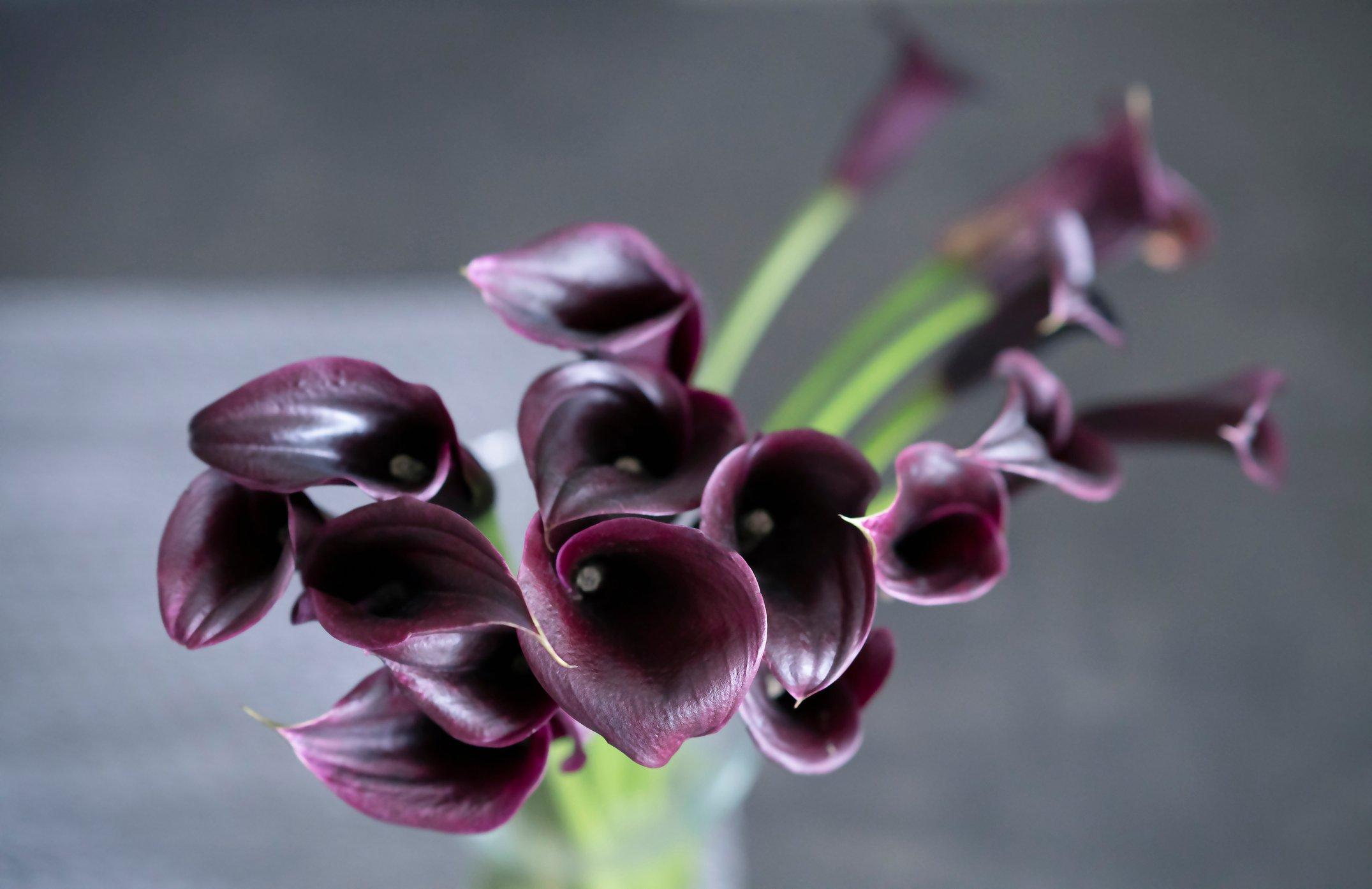 ff_nightcap_calla_lily