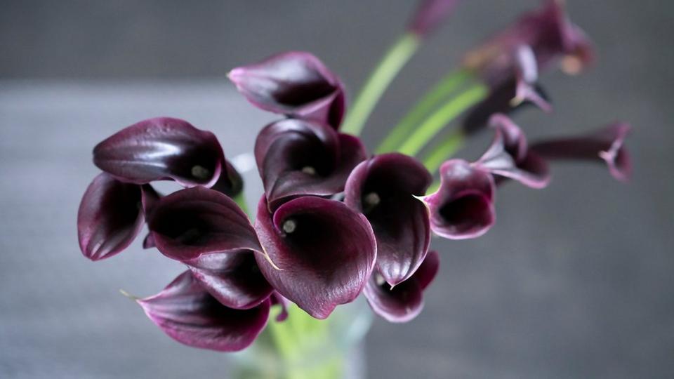 ff_nightcap_calla_lily