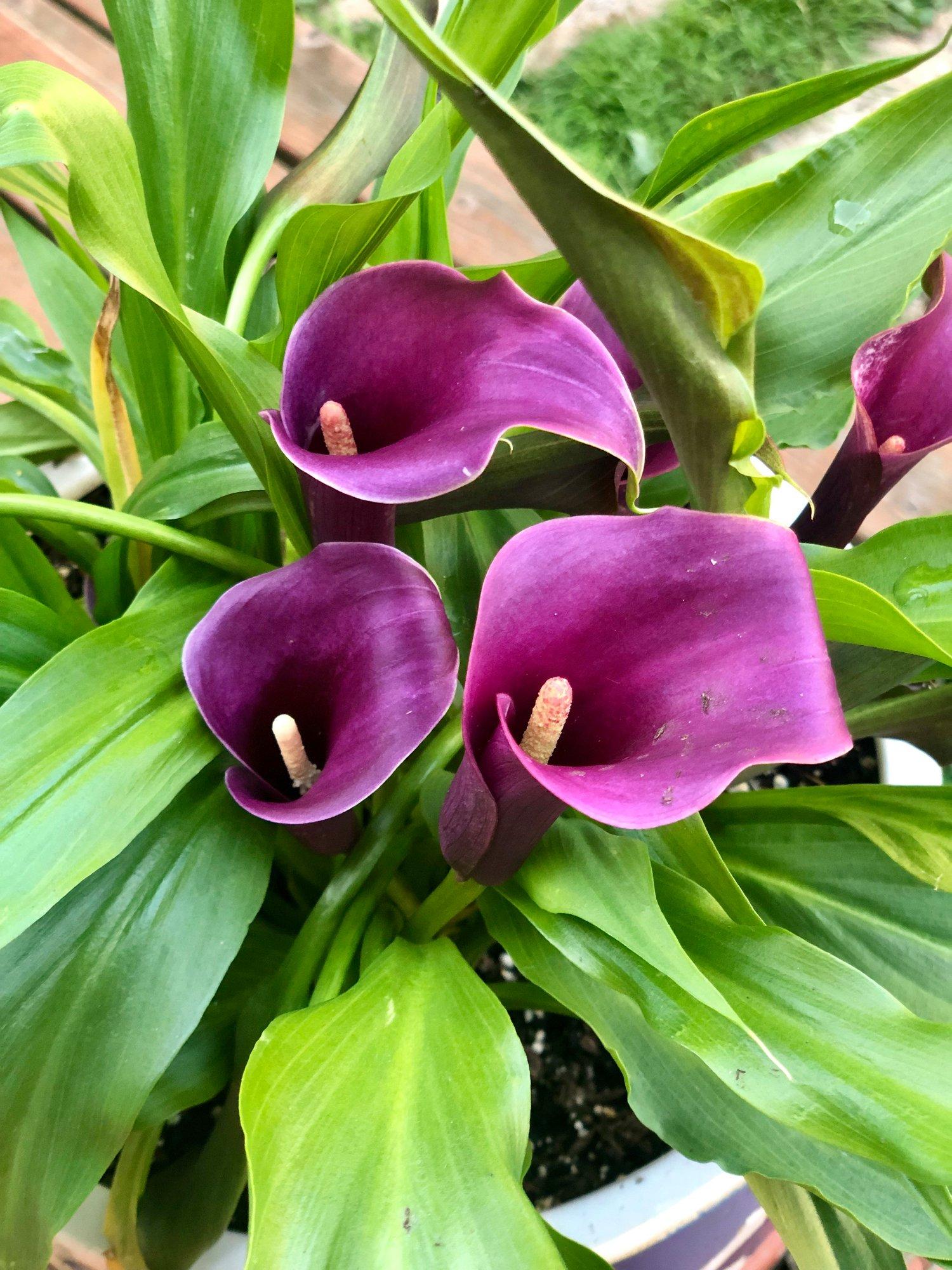 ff_nightlife_calla_lily