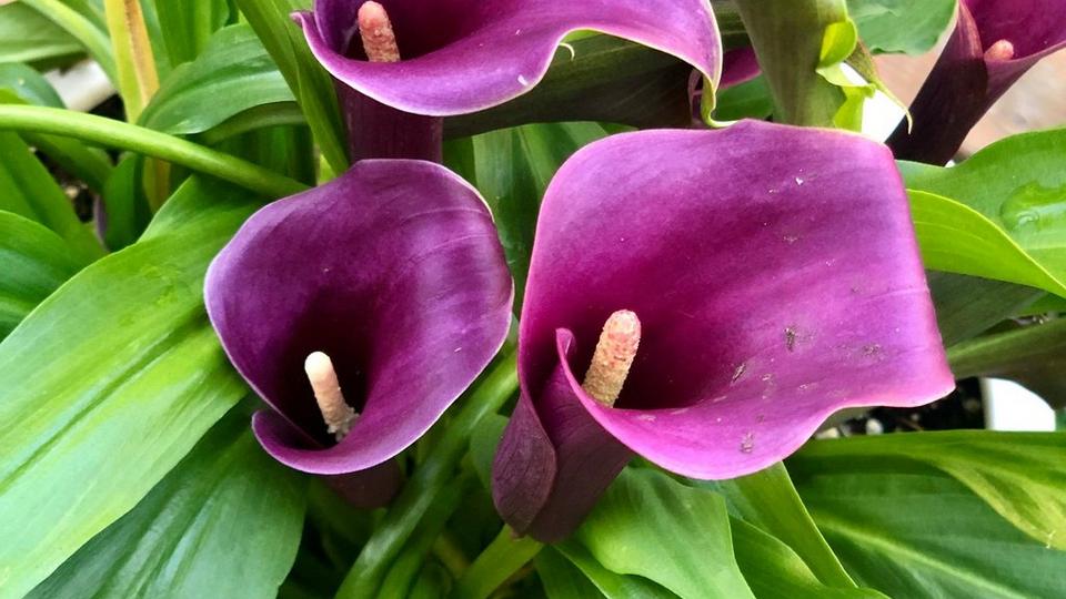 ff_nightlife_calla_lily