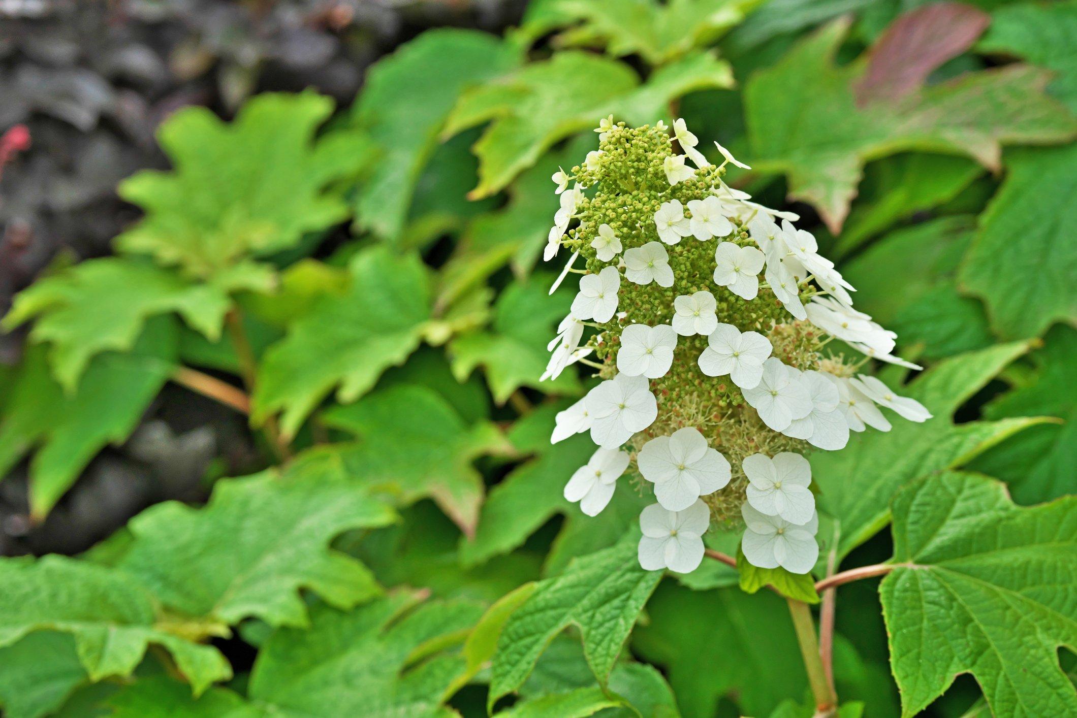ff_oakleaf_hydrangea