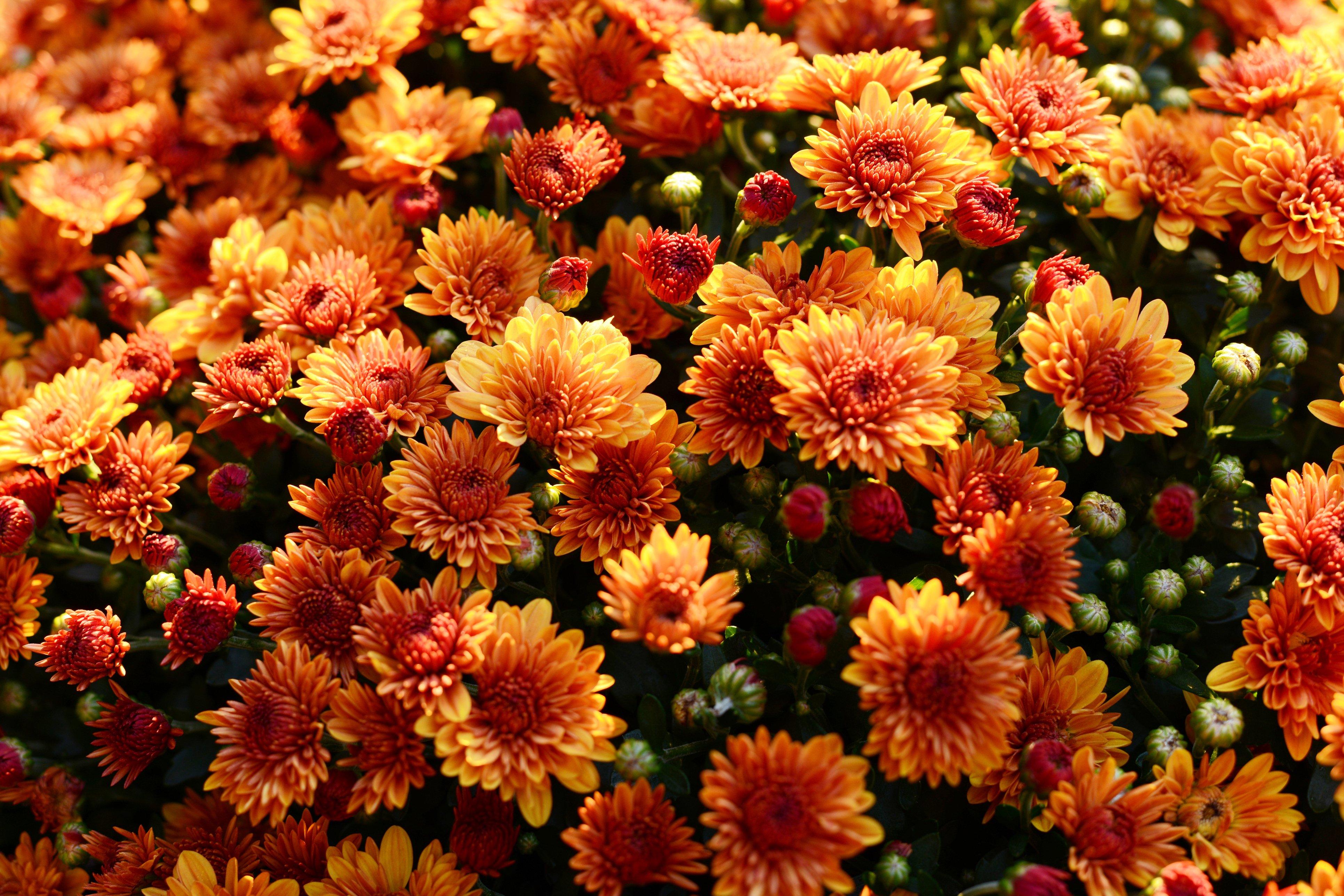 ff_orange_chrysanthemum