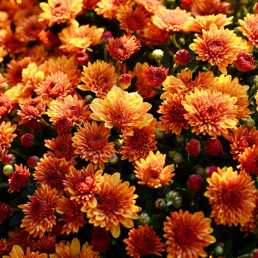 ff_orange_chrysanthemum