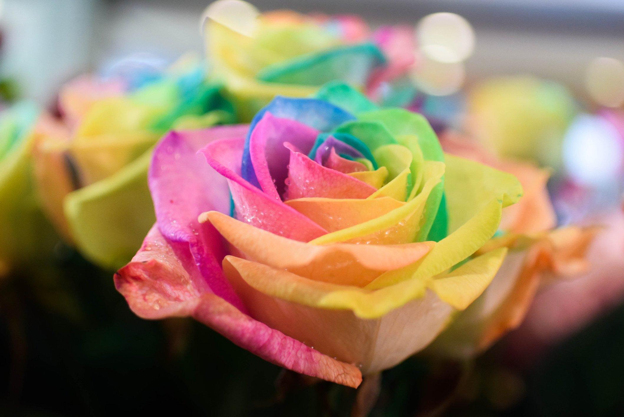 ff_pastel_rainbow_rose