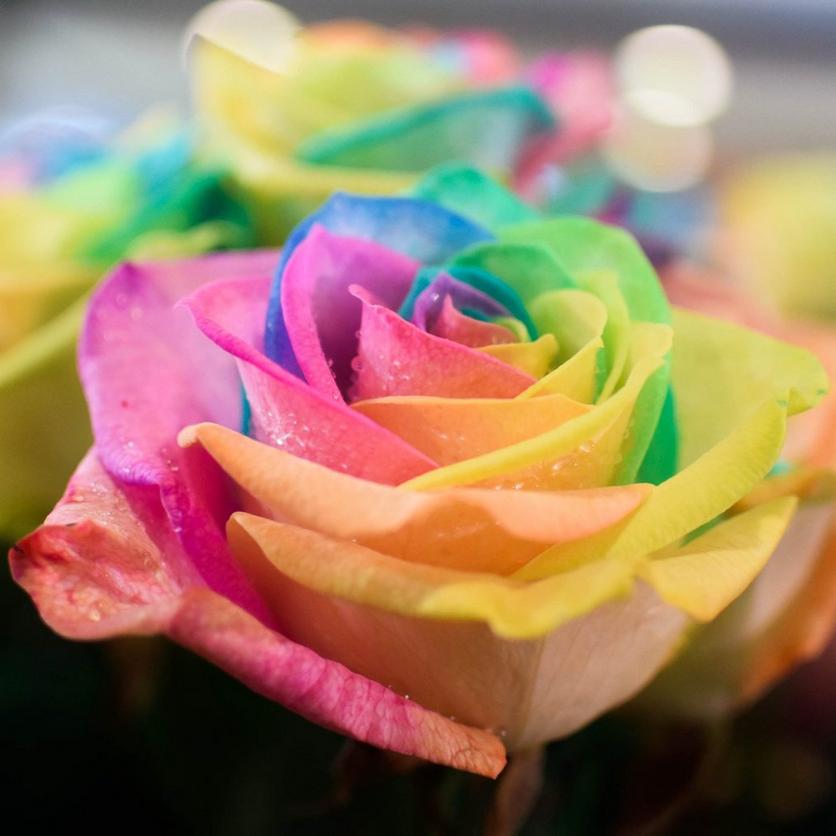 ff_pastel_rainbow_rose