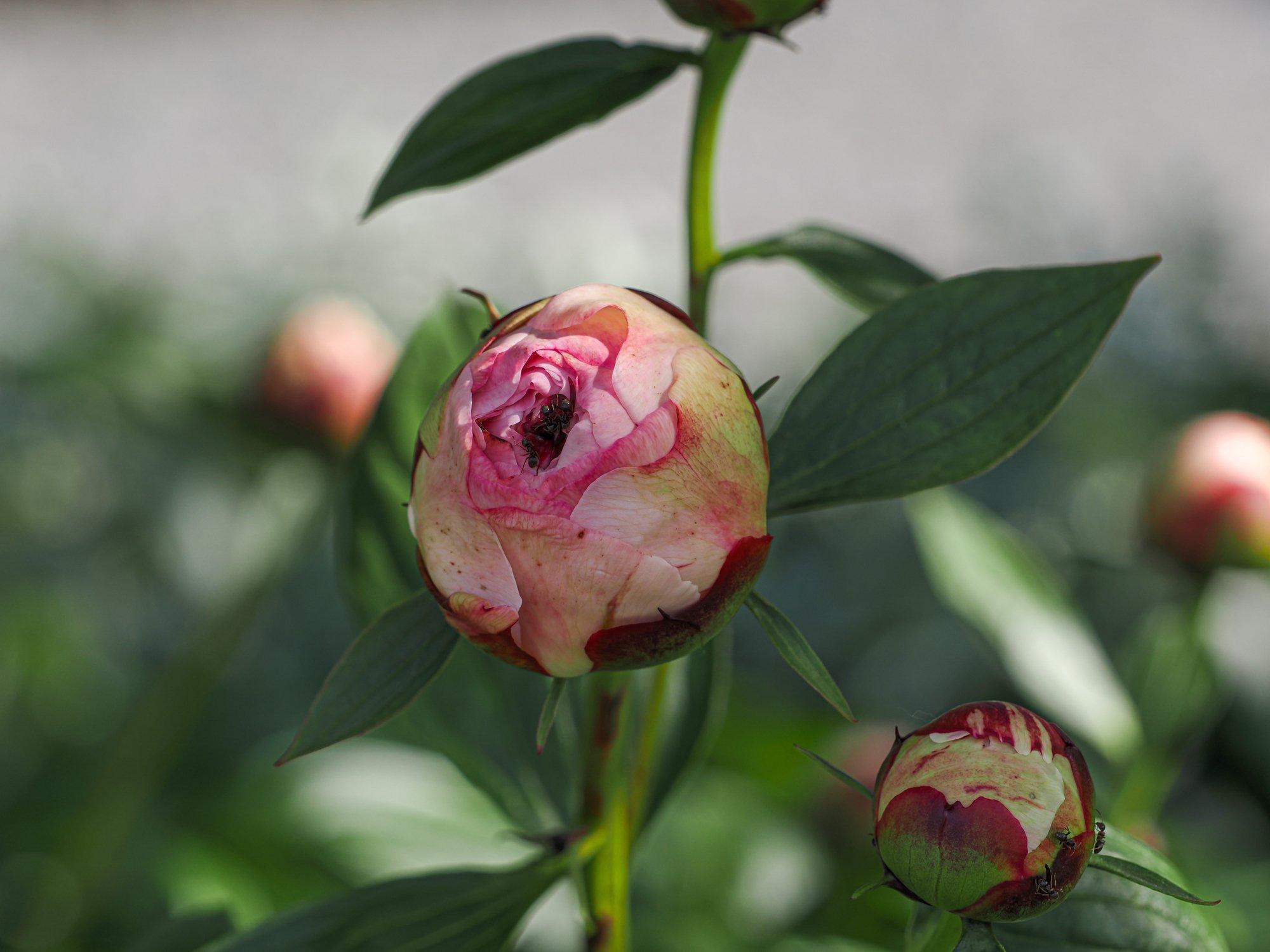 ff_peony_bud