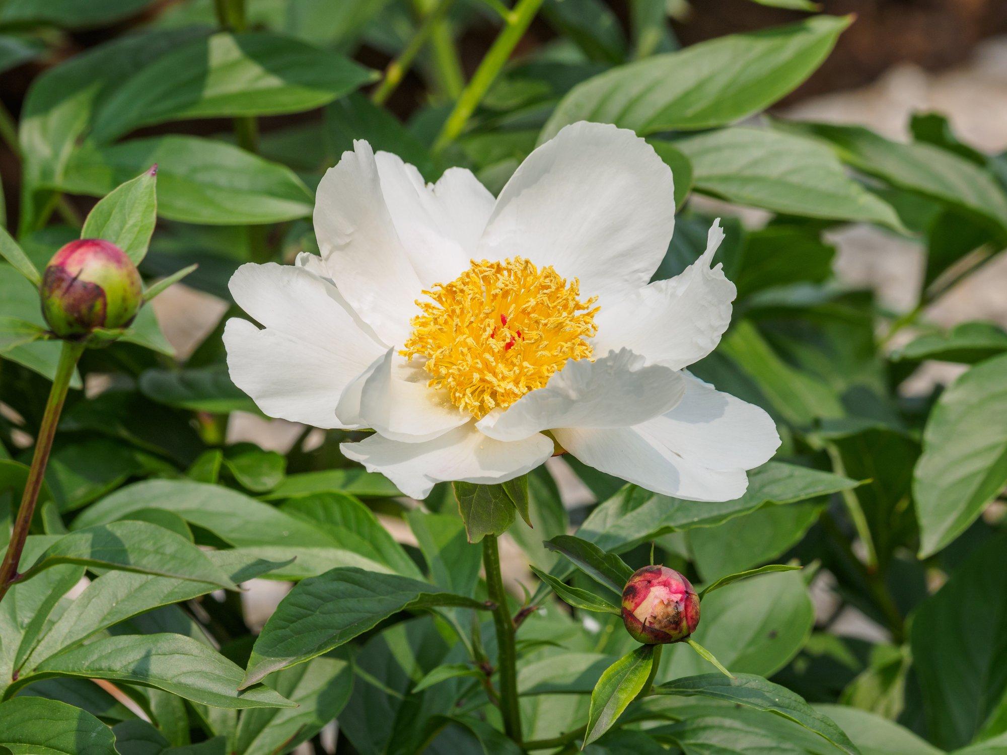 ff_peony_early_windflower
