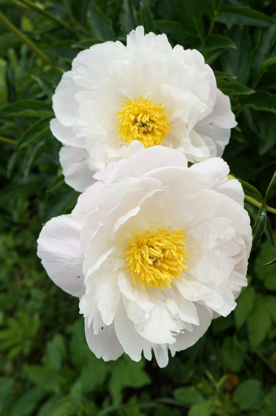 ff_peony_white_grace