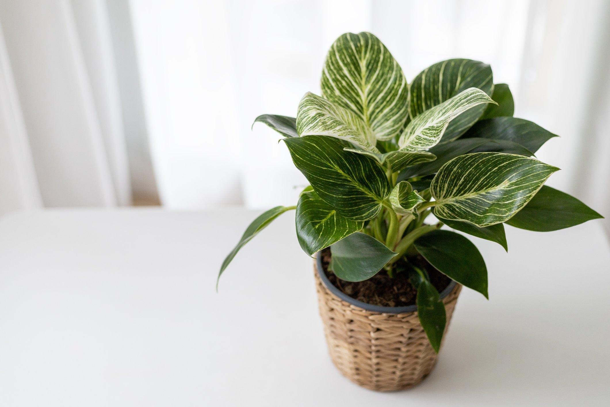 ff_philodendron_birkin