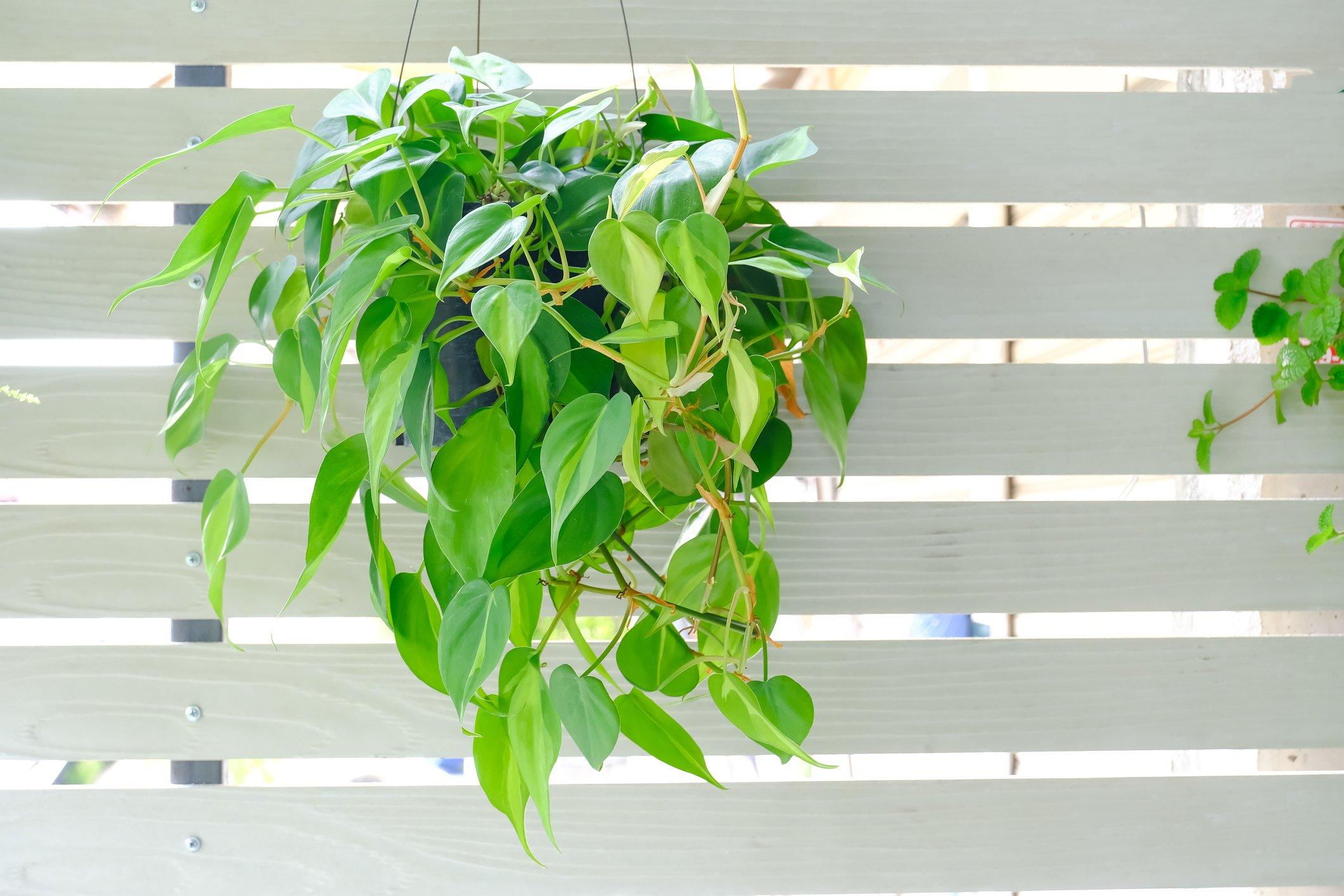 ff_philodendron_hanging