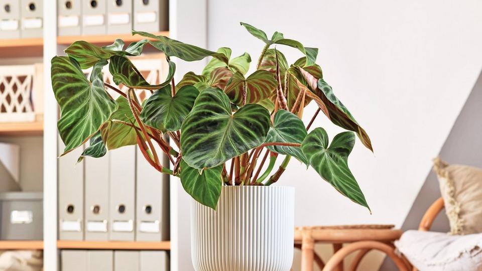 ff_philodendron_indoors