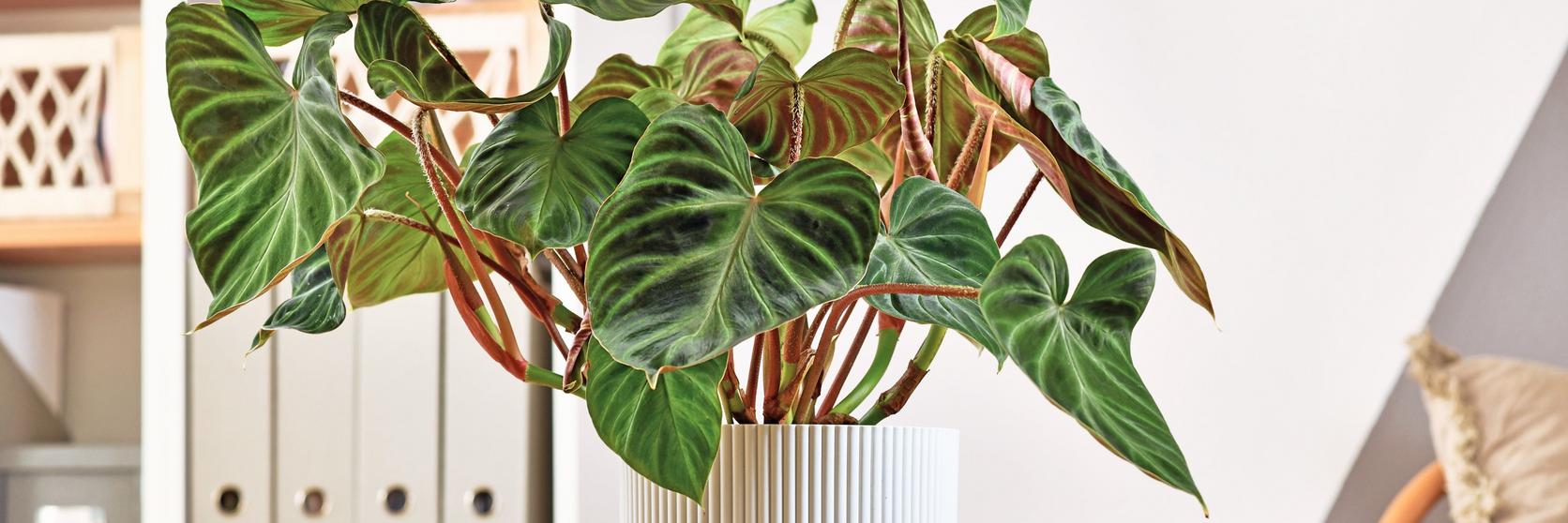 ff_philodendron_indoors