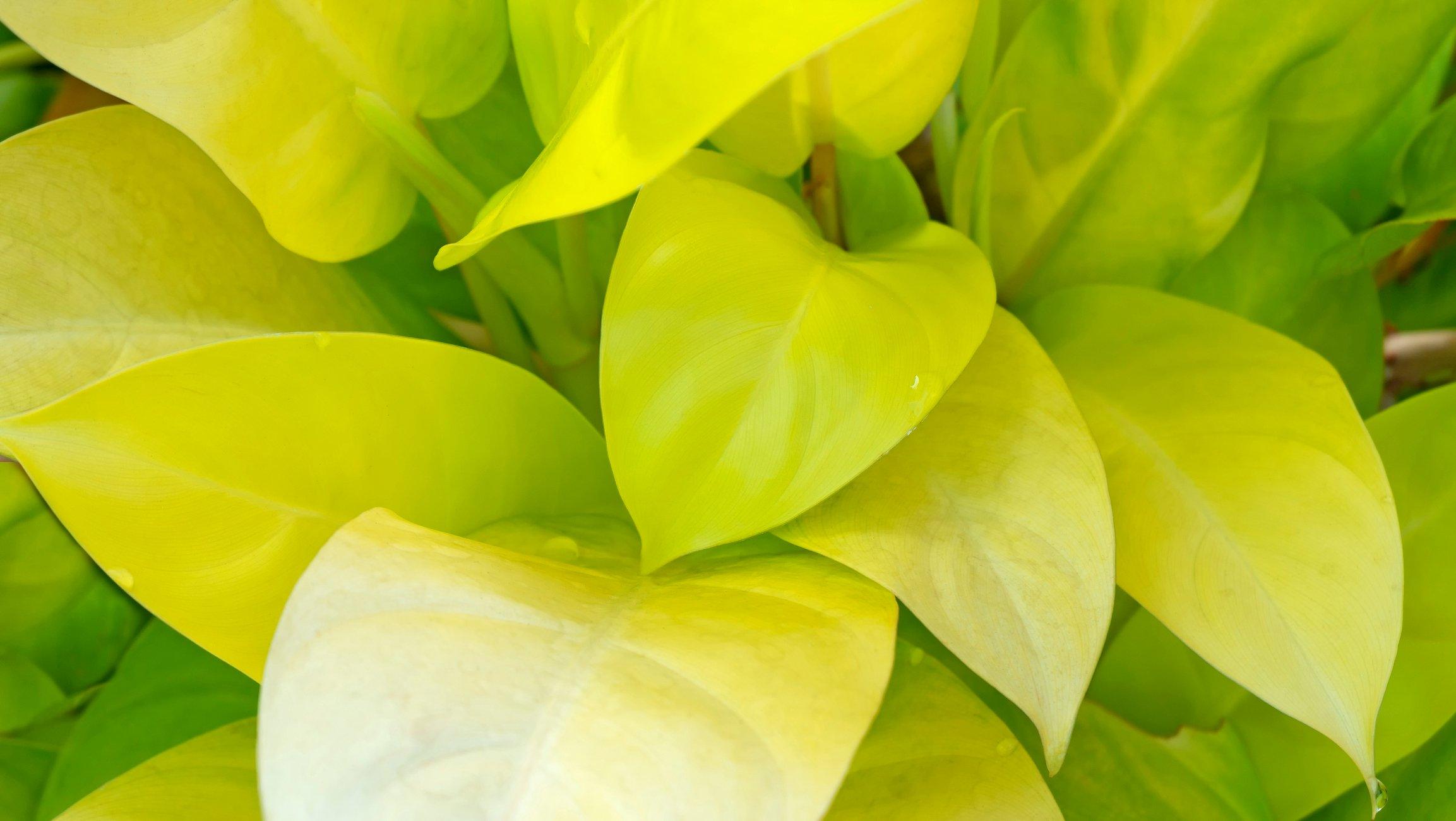 ff_philodendron_lemon_lime