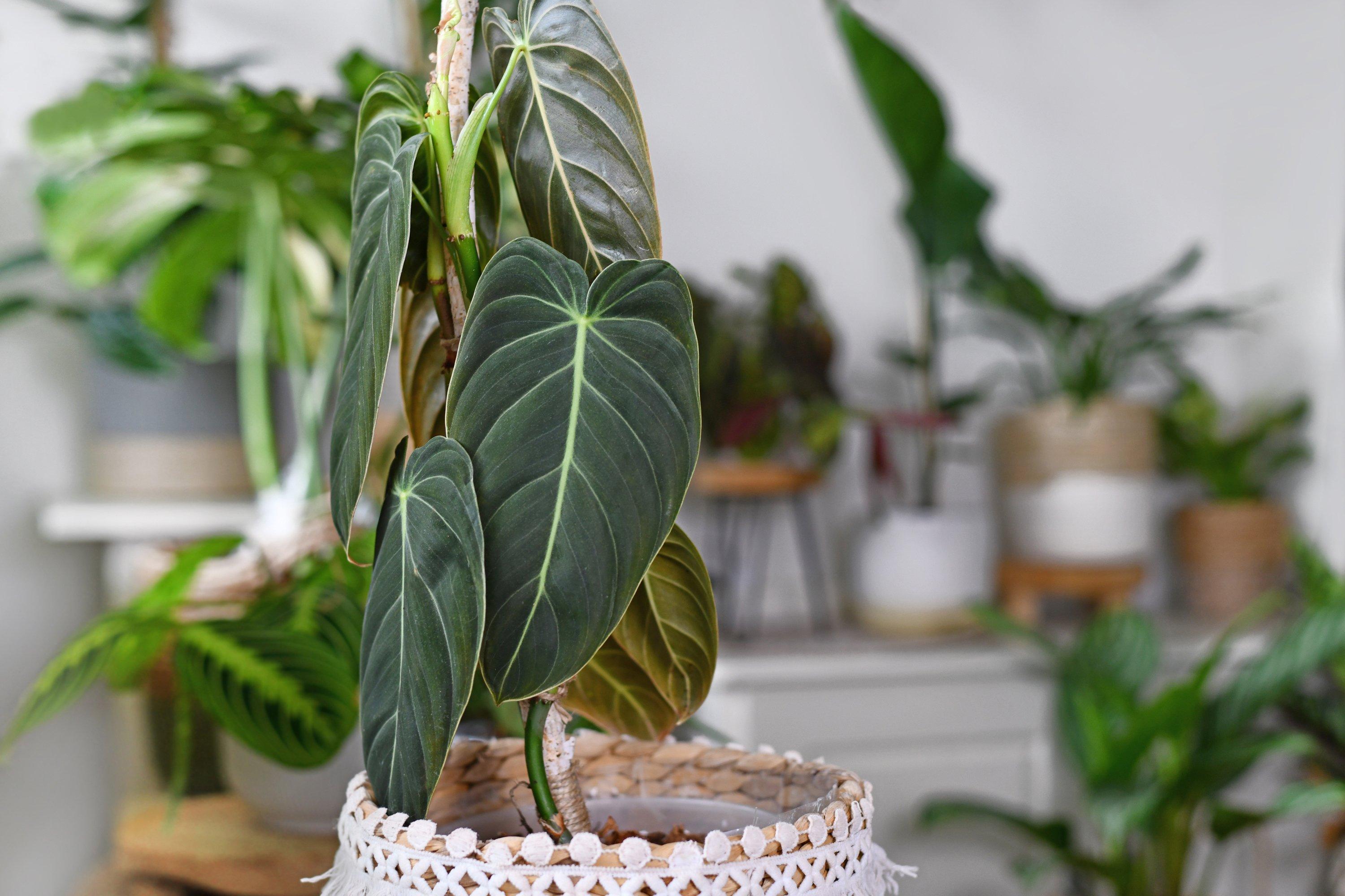 ff_philodendron_melanochrysum