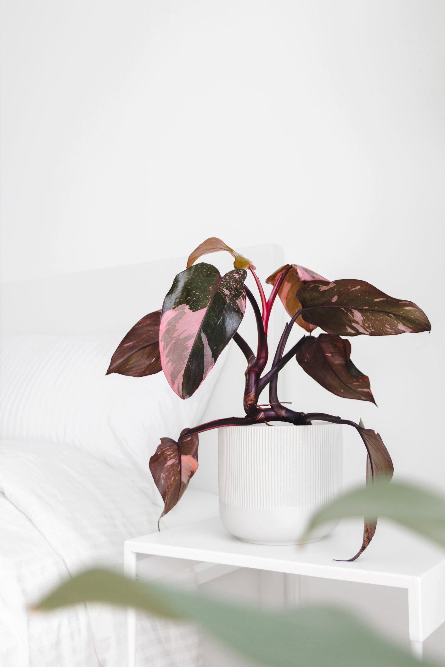 ff_philodendron_pink_princess