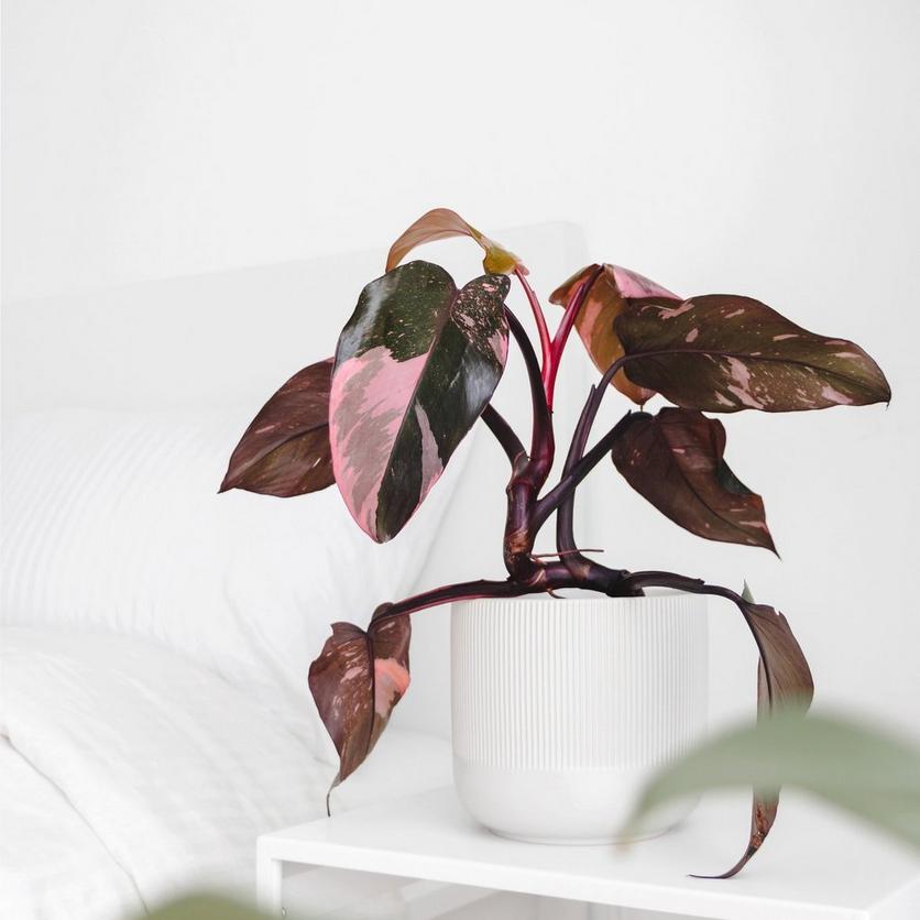 ff_philodendron_pink_princess