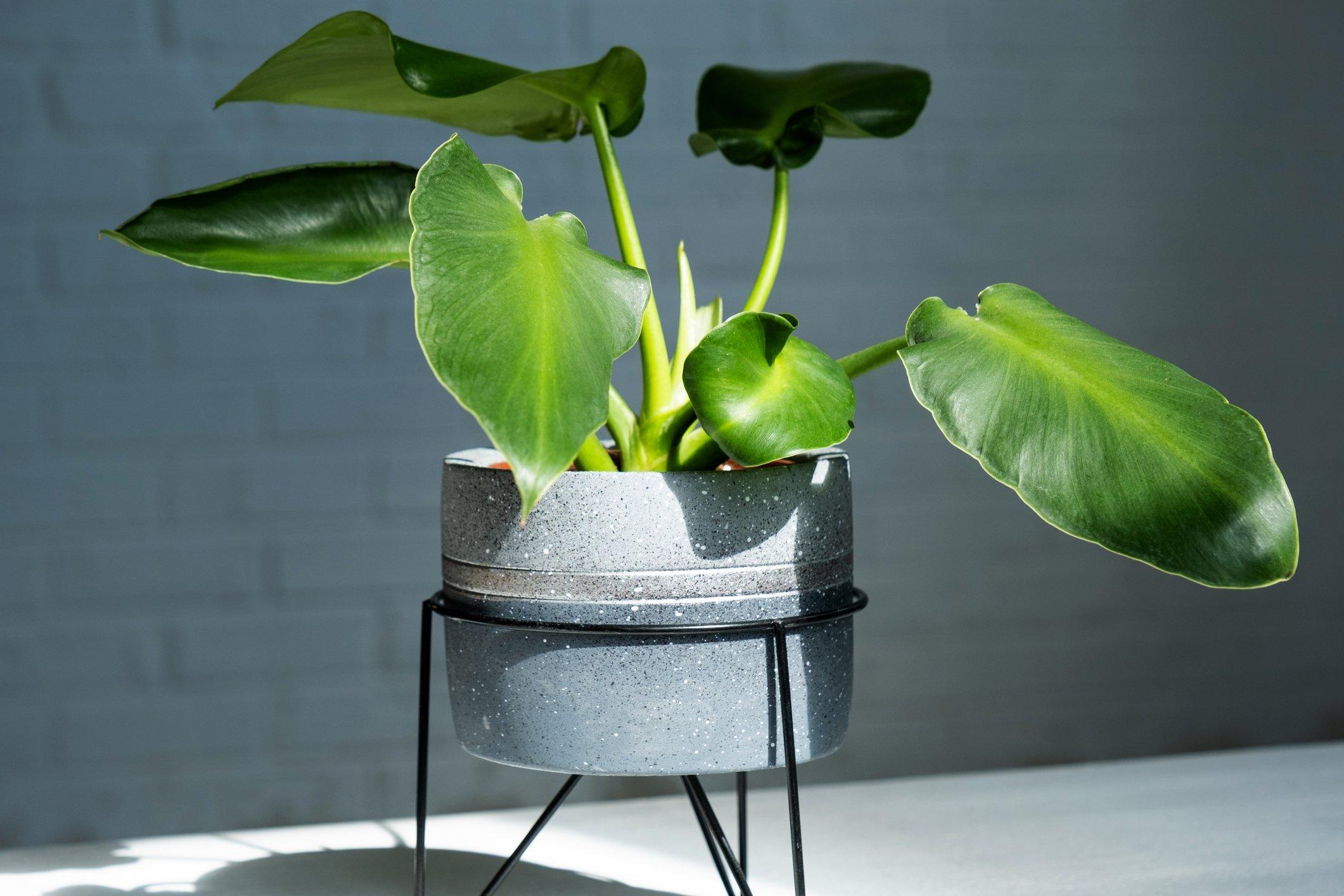 ff_philodendron_potted