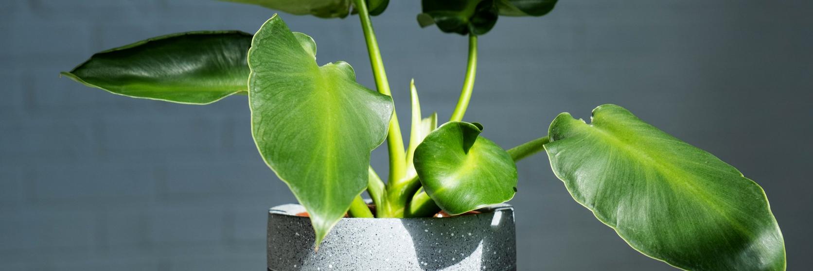 ff_philodendron_potted