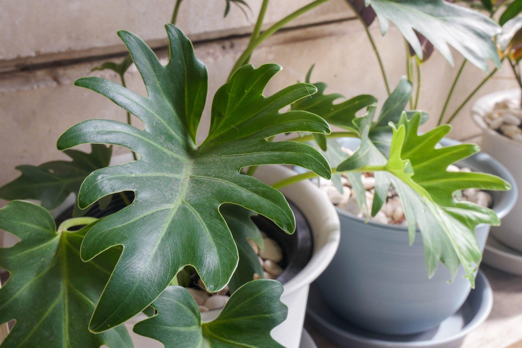 ff_philodendron_xanadu