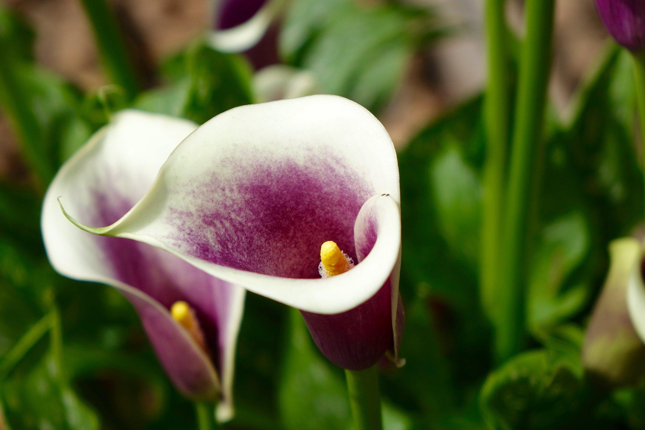 ff_picasso_calla_lily