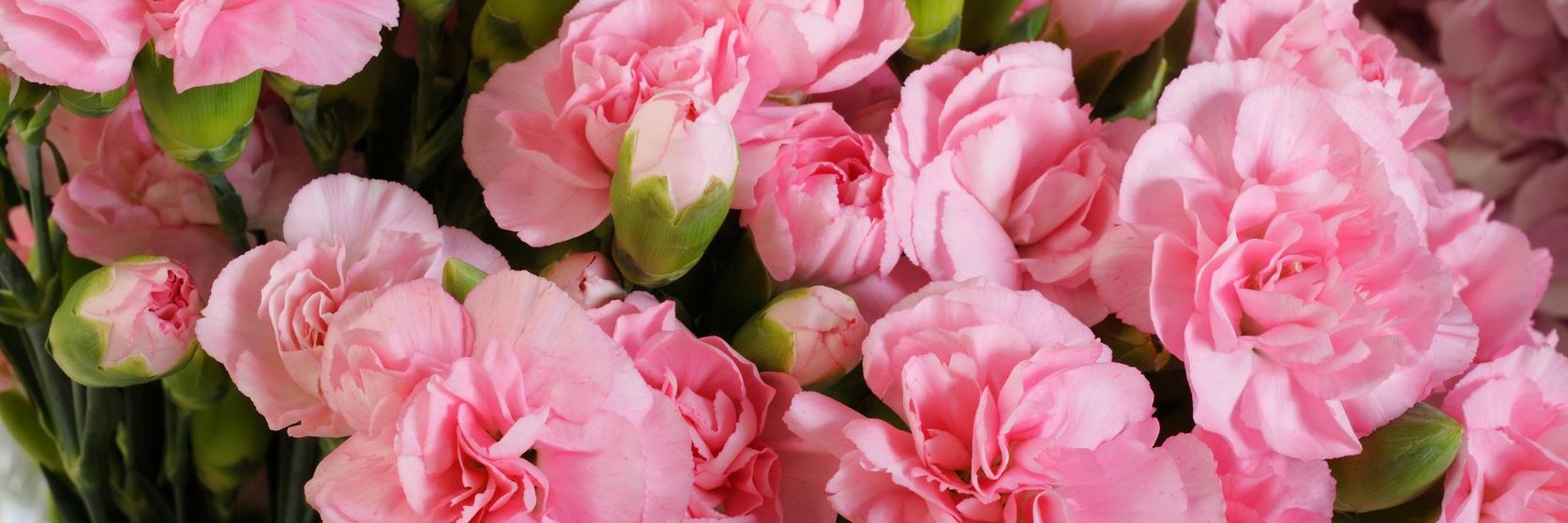 ff_pink_carnations