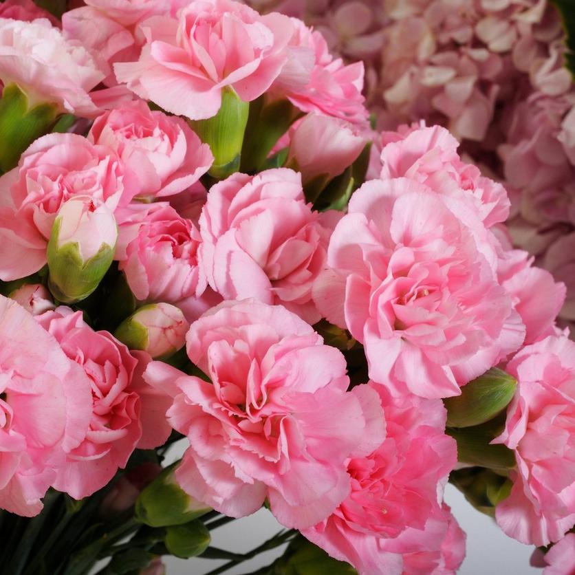 ff_pink_carnations
