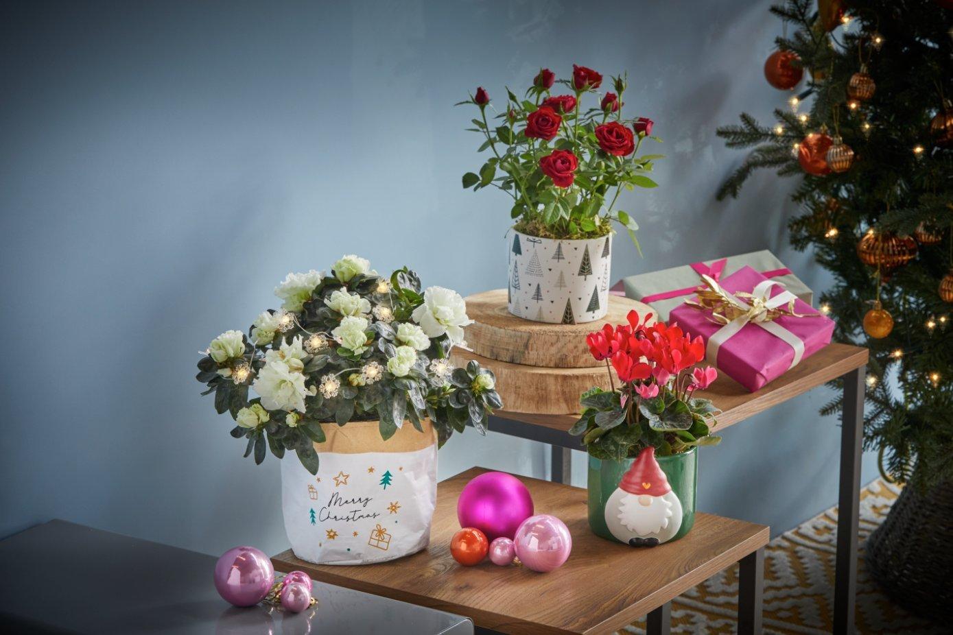 ff_plants_set_alt_christmas_trees